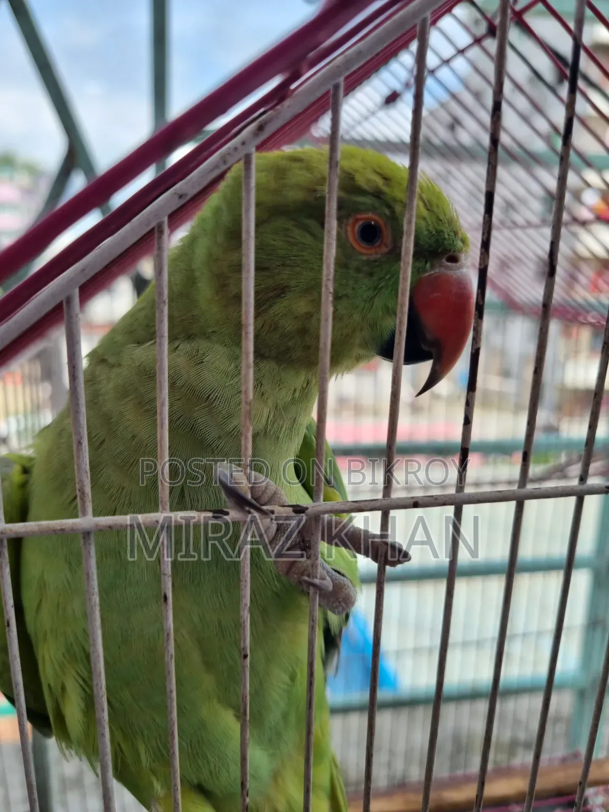 মিরাজ মাহামুদ