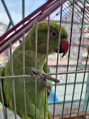 মিরাজ মাহামুদ