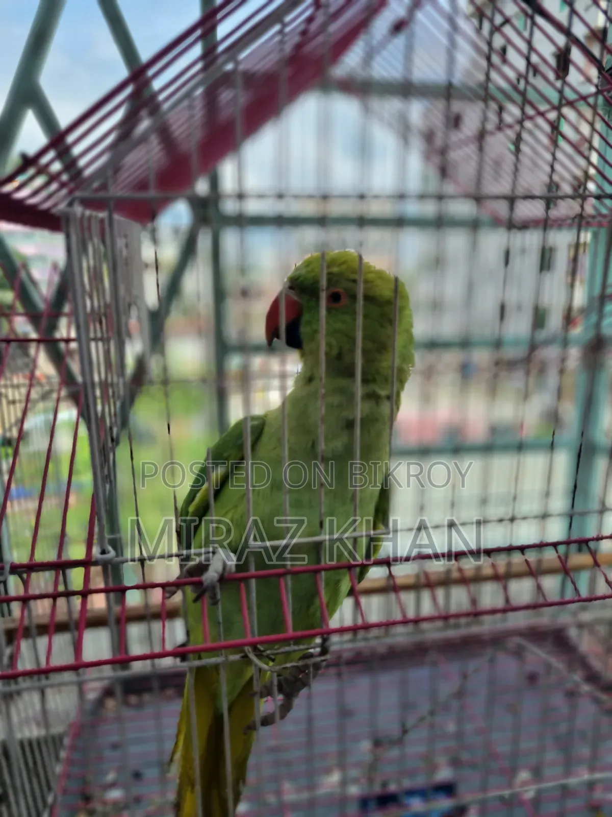 মিরাজ মাহামুদ