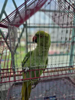 মিরাজ মাহামুদ