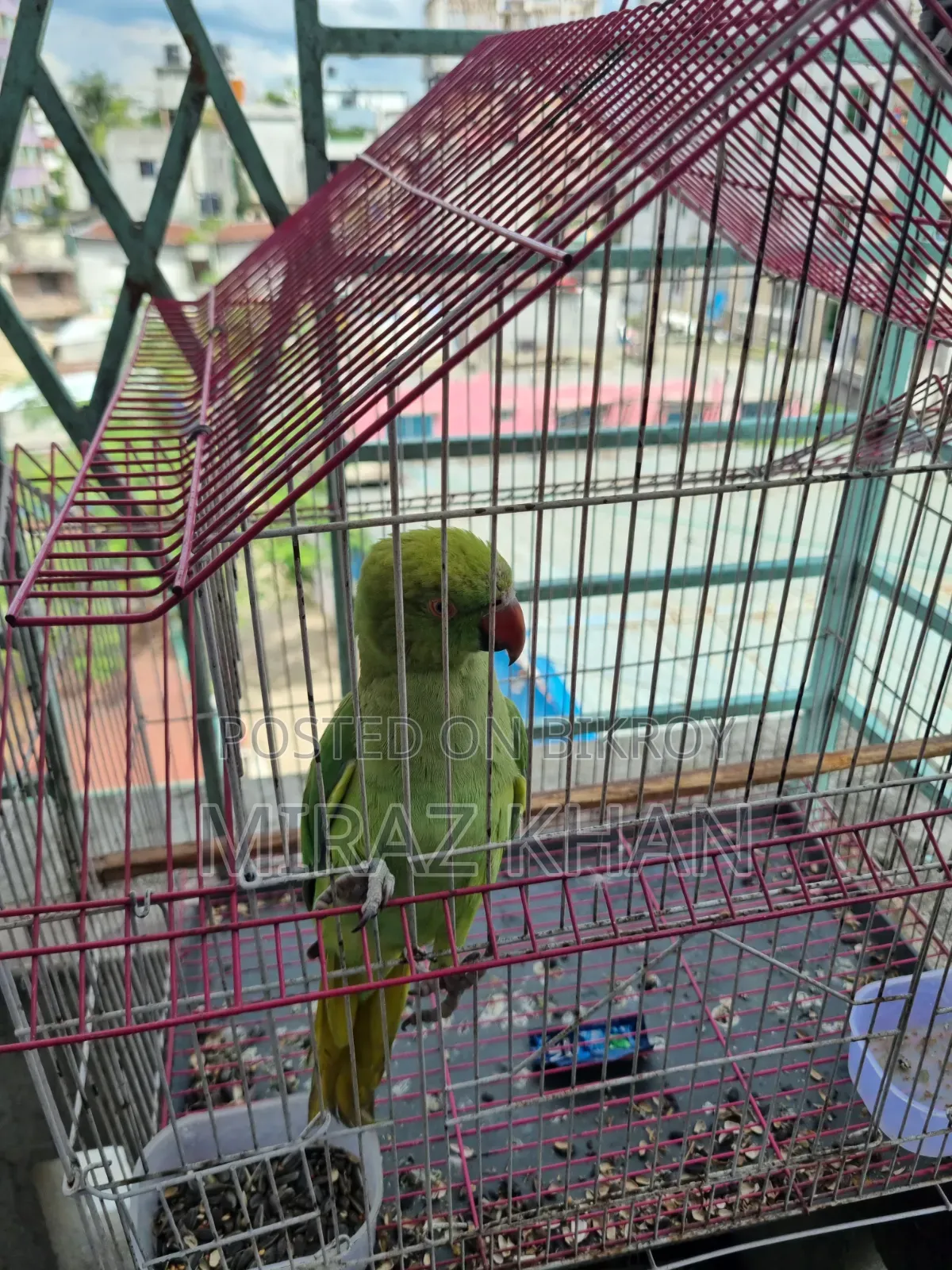 মিরাজ মাহামুদ