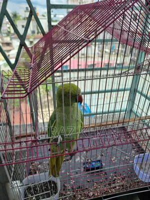 মিরাজ মাহামুদ