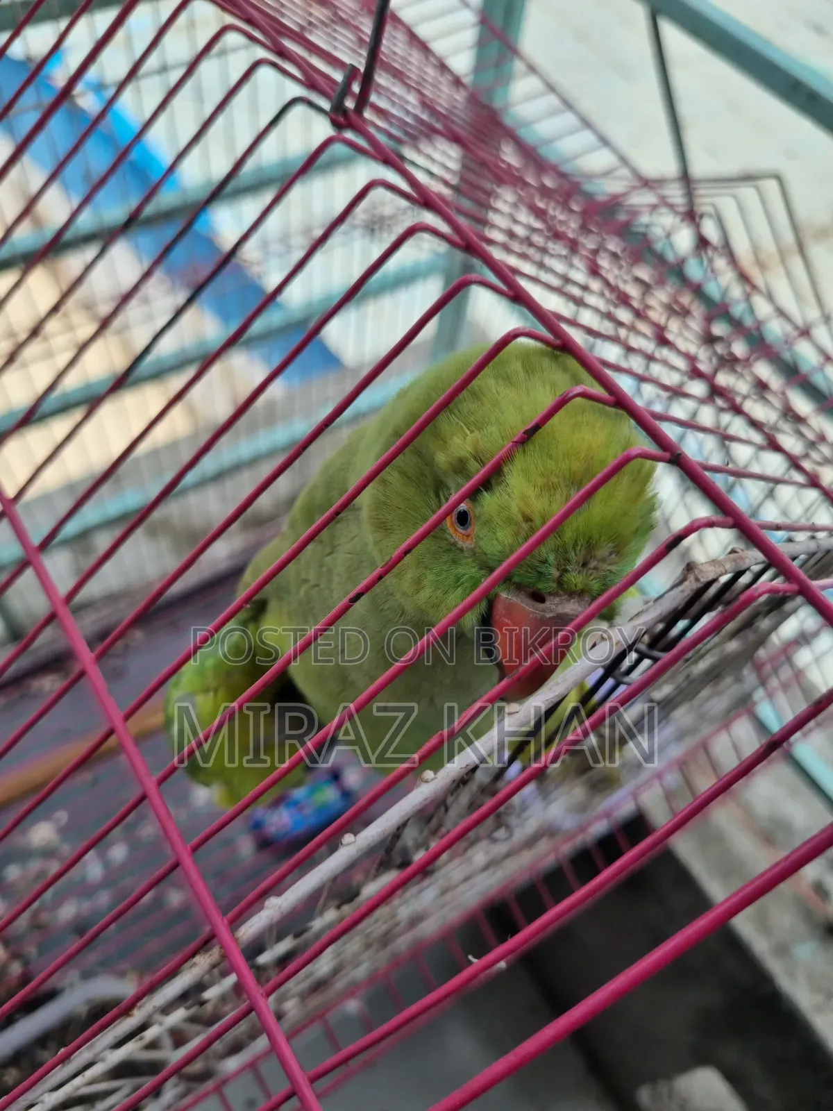 মিরাজ মাহামুদ