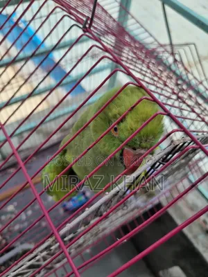 মিরাজ মাহামুদ