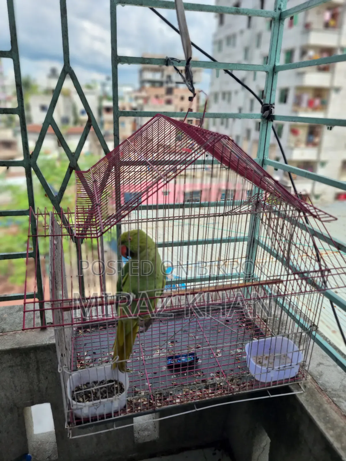 মিরাজ মাহামুদ