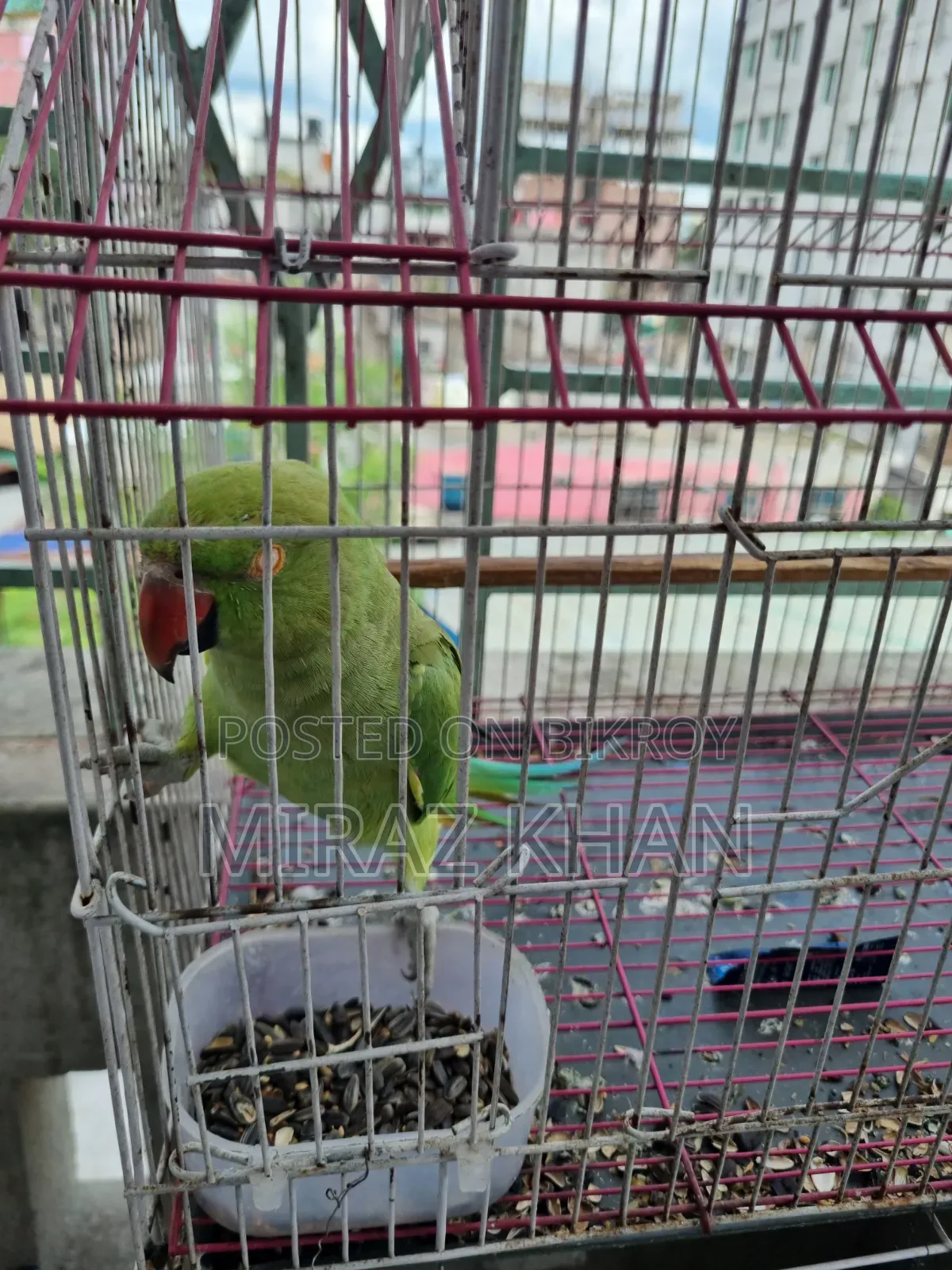 মিরাজ মাহামুদ