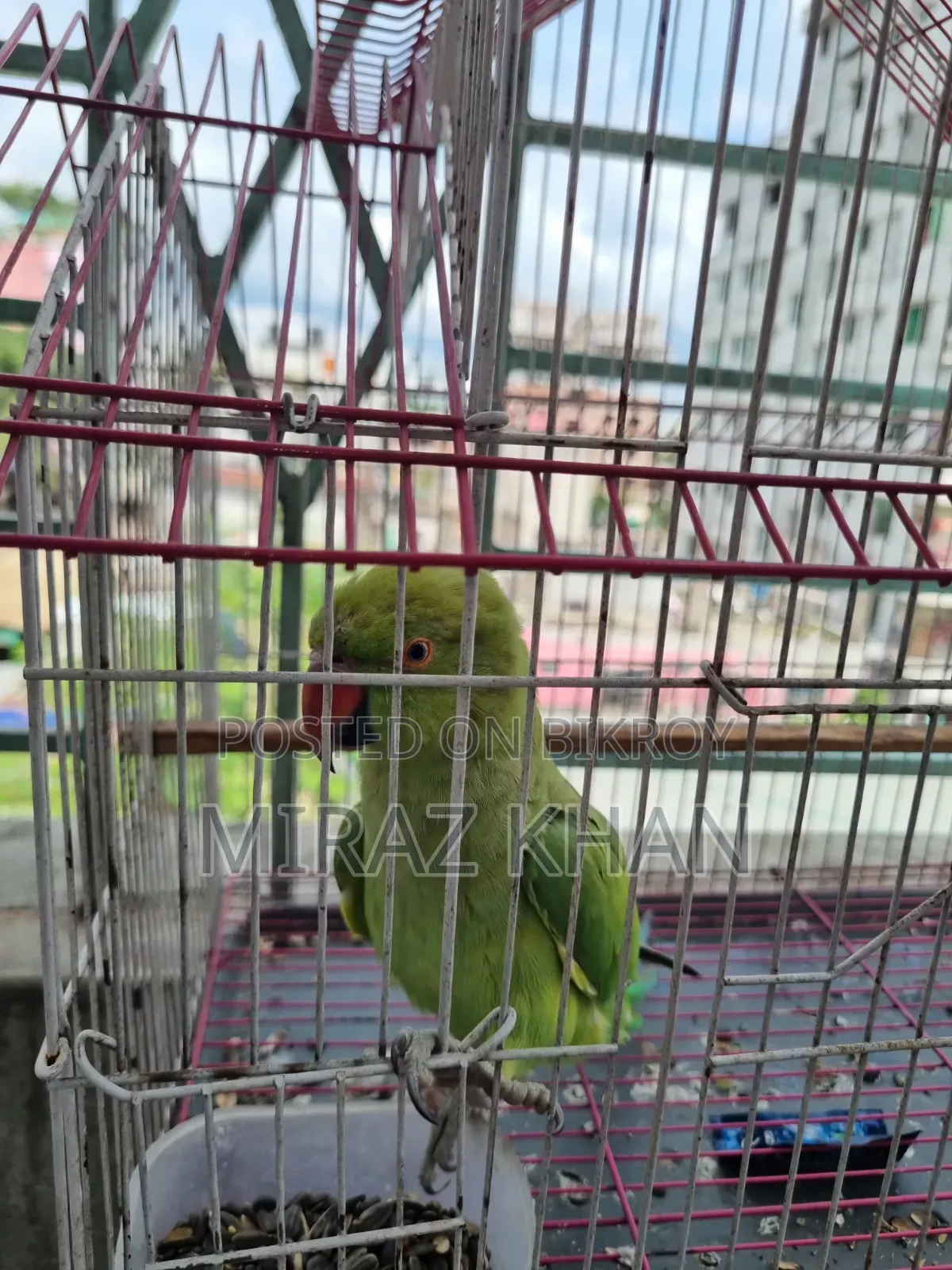 মিরাজ মাহামুদ