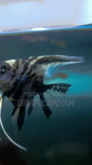 Angel Fish