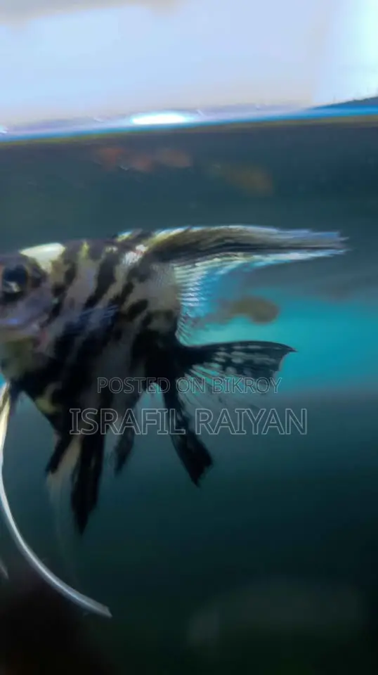 Angel Fish