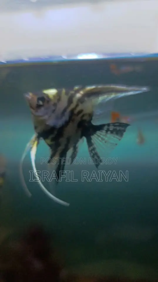 Angel Fish