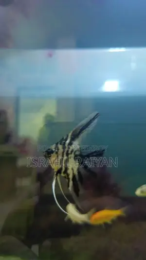 Angel Fish