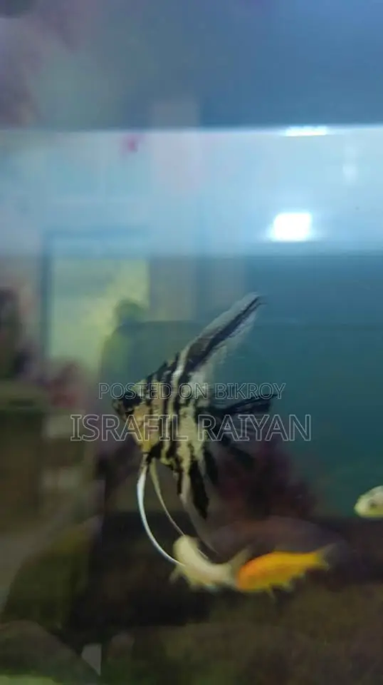 Angel Fish