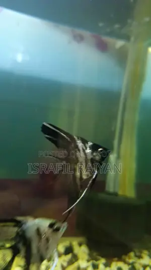 Angel Fish