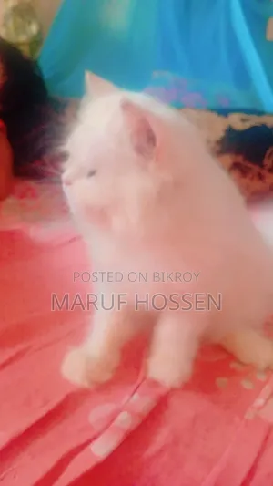 3-6 months Female Purebred Persian