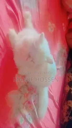 3-6 months Female Purebred Persian