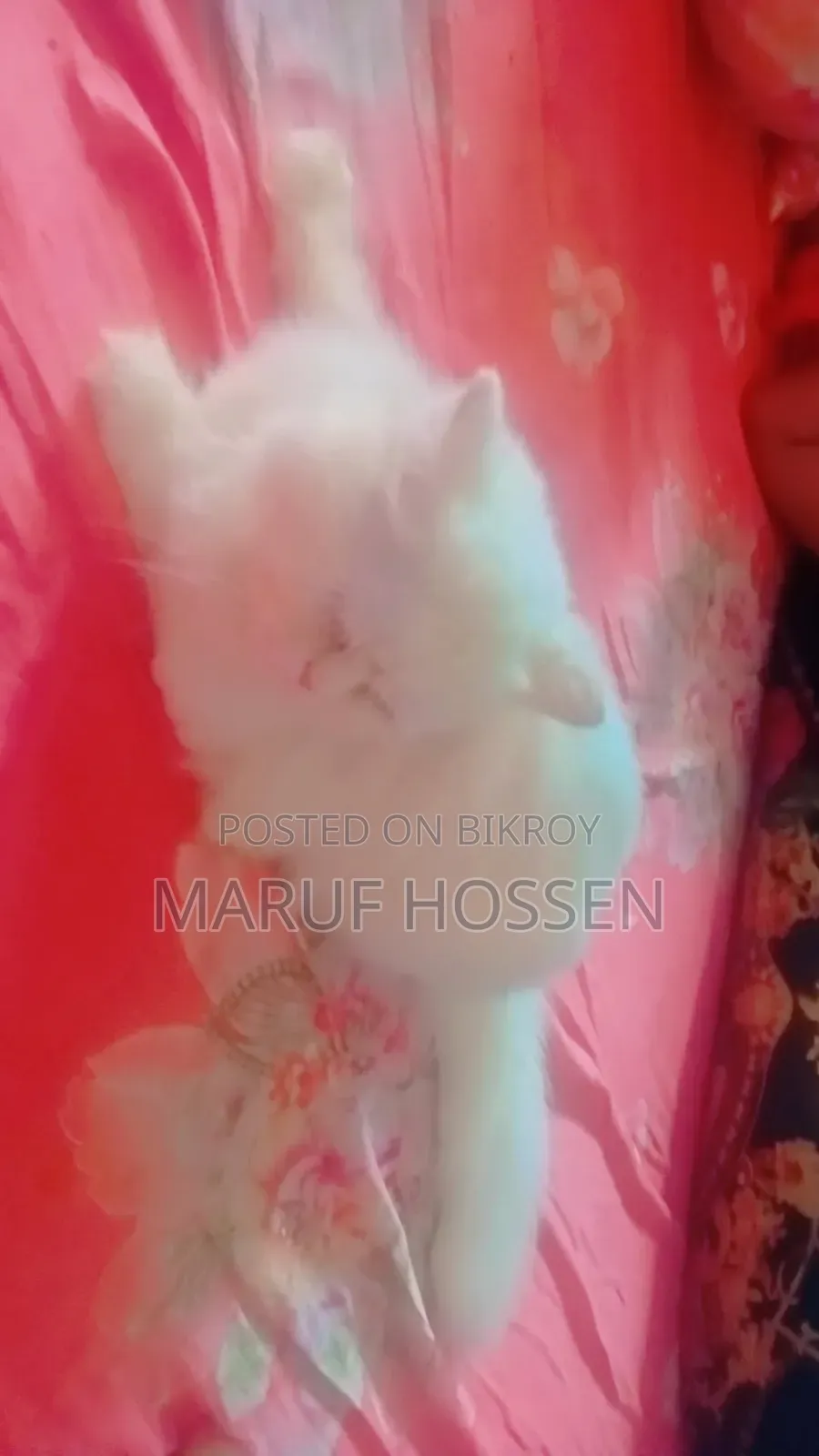 3-6 months Female Purebred Persian