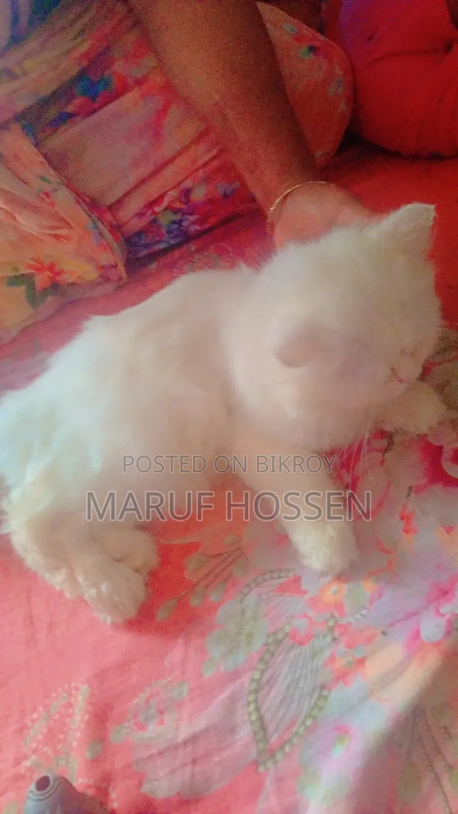 3-6 months Female Purebred Persian