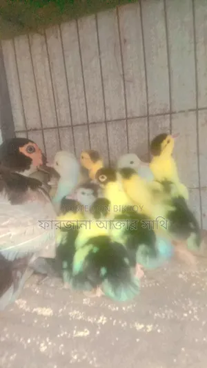 চিনা হাসের বা*চ্চা