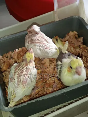 Cockatiel Baby Sale Hobe