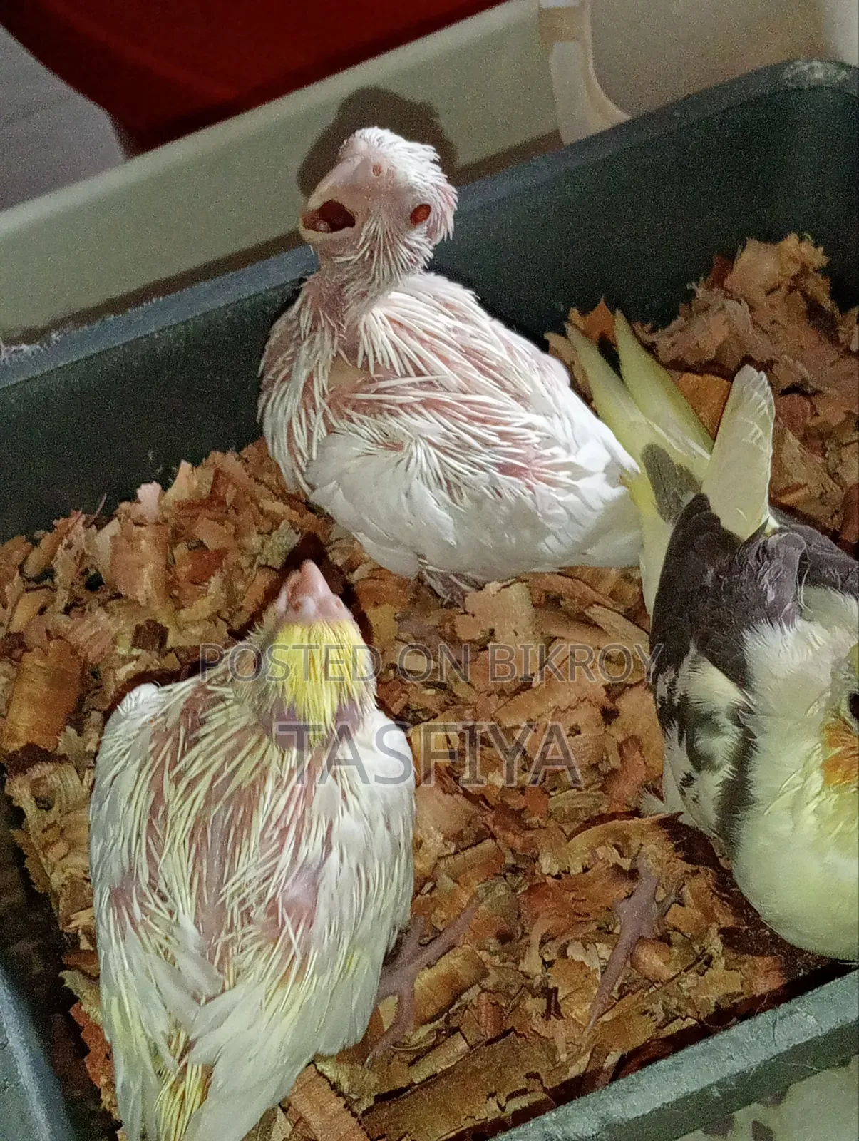 Cockatiel Baby Sale Hobe