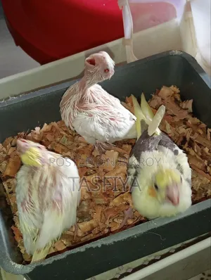 Cockatiel Baby Sale Hobe