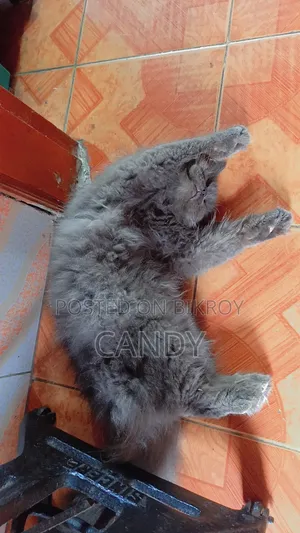 3-6 months Male Purebred Persian