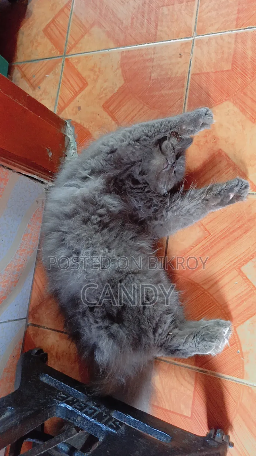 3-6 months Male Purebred Persian