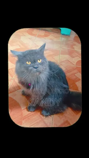 3-6 months Male Purebred Persian