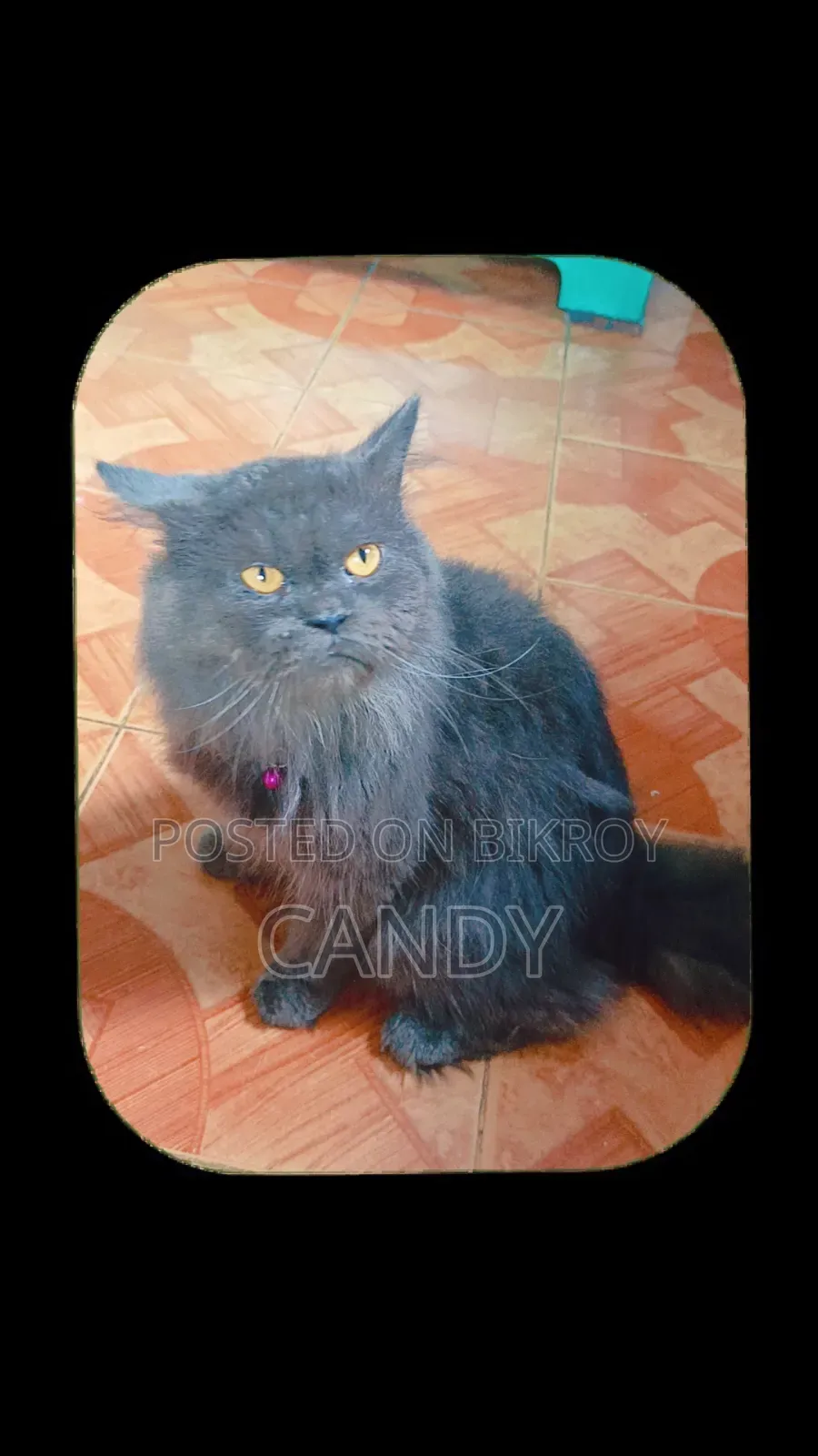 3-6 months Male Purebred Persian