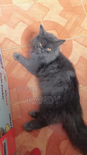 3-6 months Male Purebred Persian