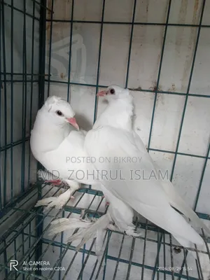 লোটন কবুতর বেবী