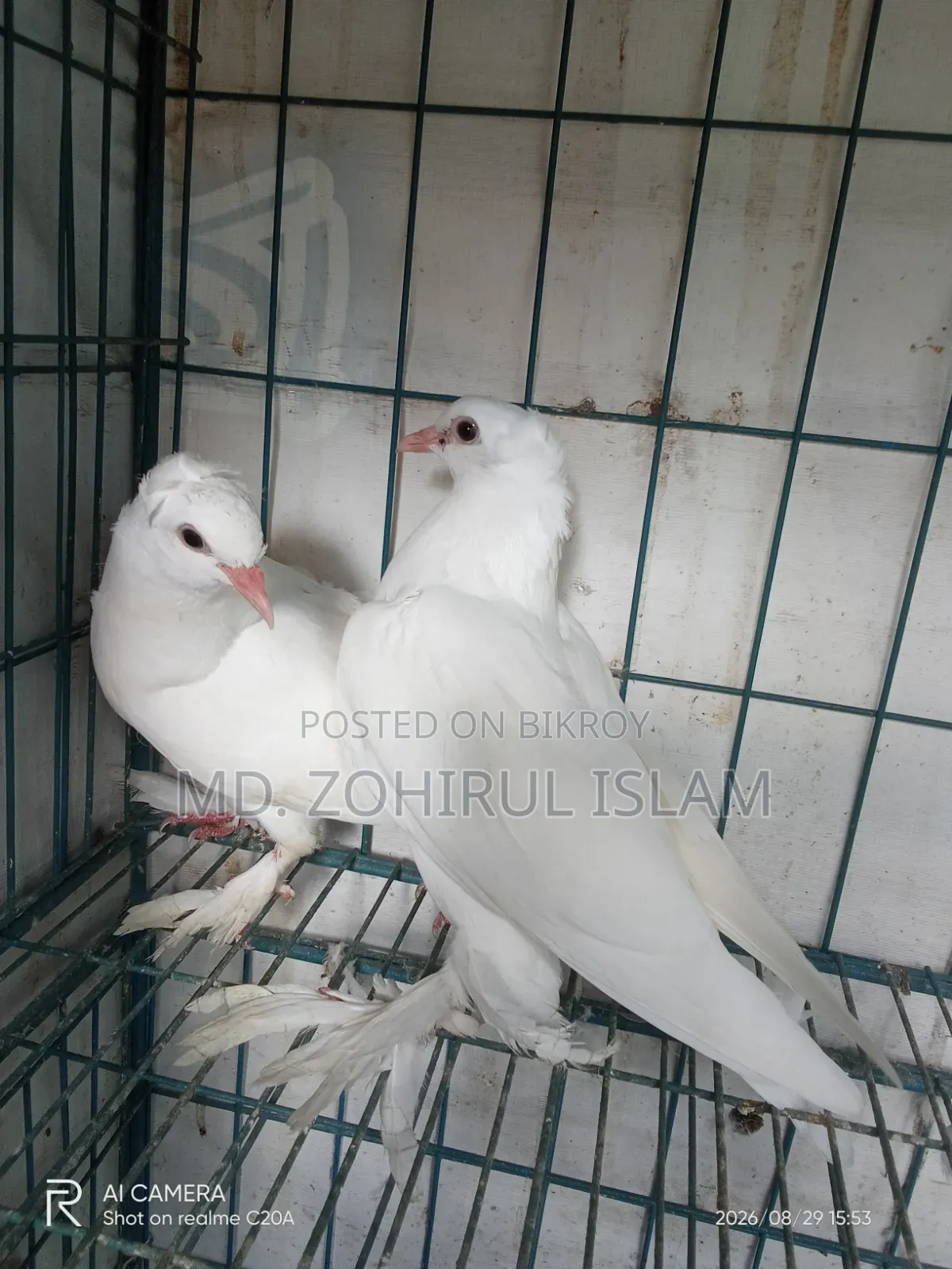 লোটন কবুতর বেবী