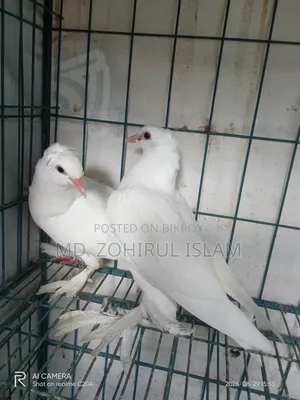 লোটন কবুতর বেবী