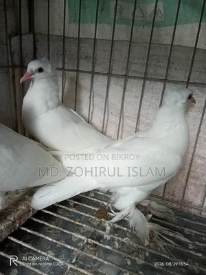লোটন কবুতর বেবী