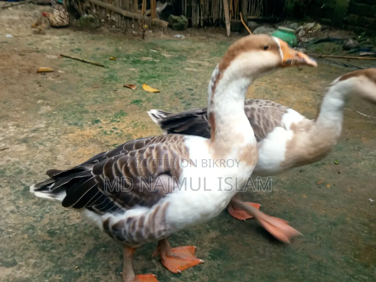 ২ টি রাজহাঁস বিক্রি করা হবে