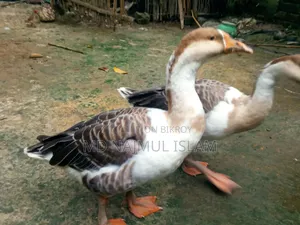২ টি রাজহাঁস বিক্রি করা হবে