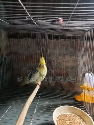 🦜 Premium Pied Cockatiel (Full Adult, Male) for Sale! ✨