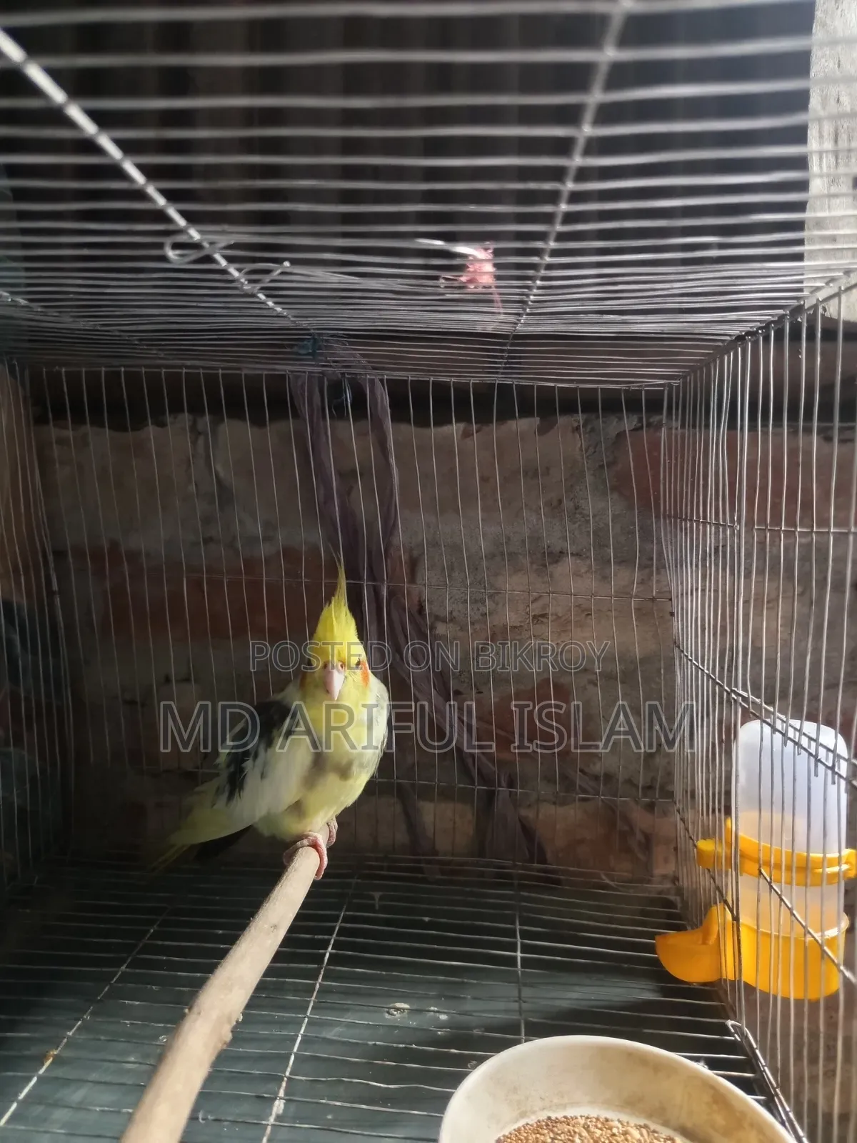 🦜 Premium Pied Cockatiel (Full Adult, Male) for Sale! ✨