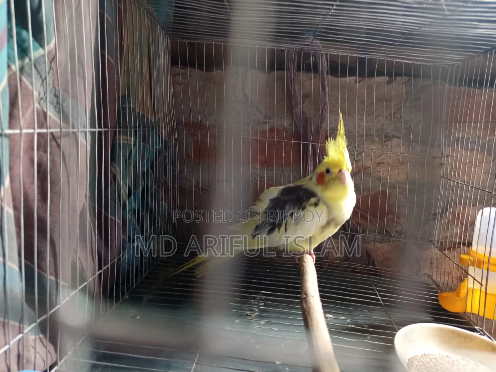 🦜 Premium Pied Cockatiel (Full Adult, Male) for Sale! ✨