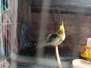 🦜 Premium Pied Cockatiel (Full Adult, Male) for Sale! ✨