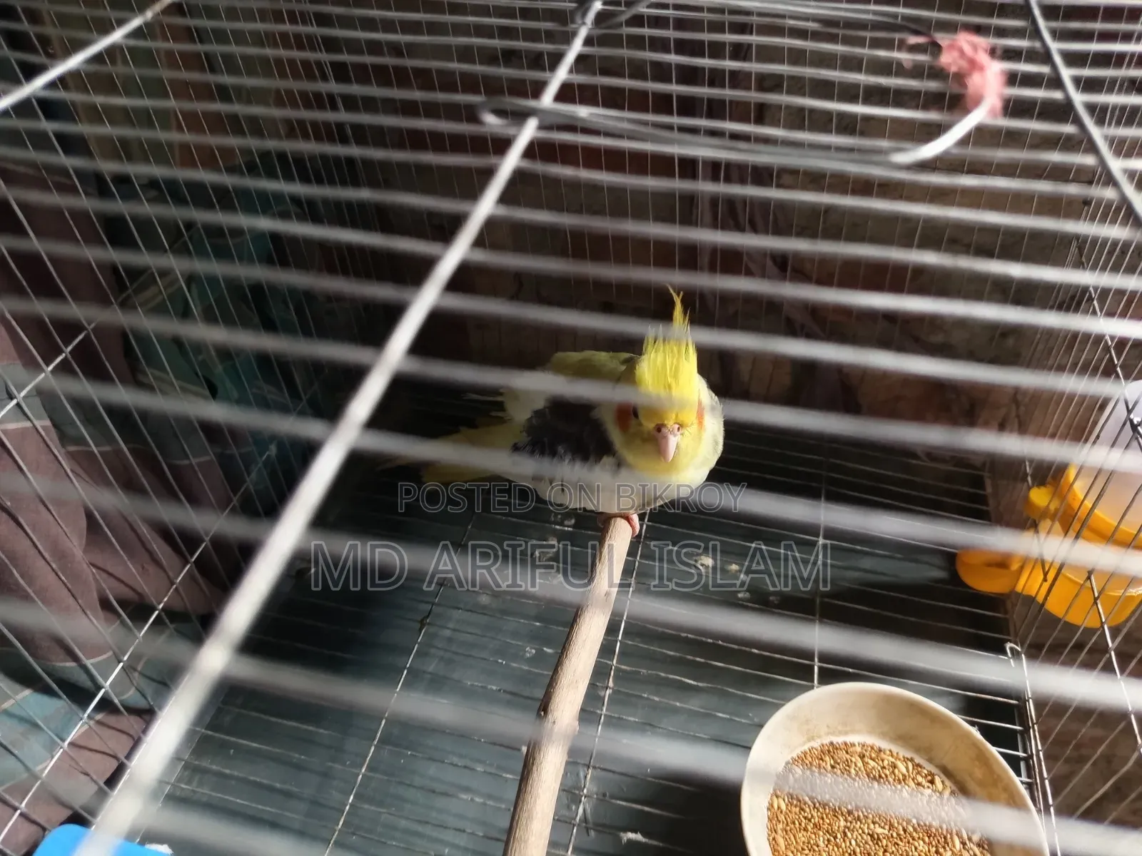 🦜 Premium Pied Cockatiel (Full Adult, Male) for Sale! ✨