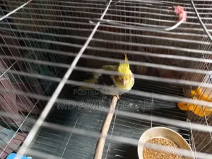 🦜 Premium Pied Cockatiel (Full Adult, Male) for Sale! ✨