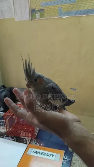 Cockatiel (Grey / Pearl)