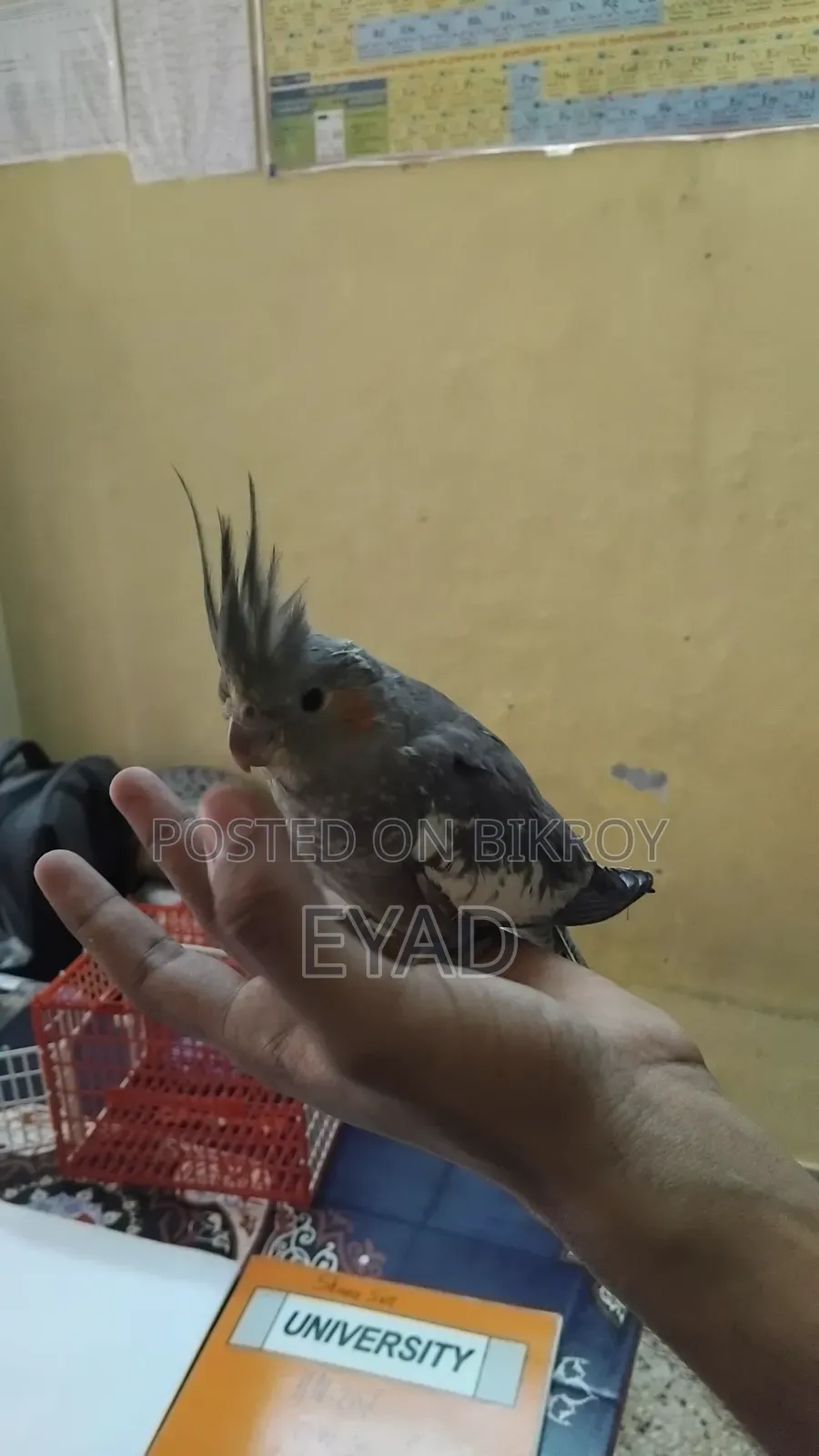 Cockatiel (Grey / Pearl)