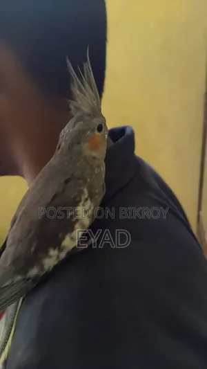 Cockatiel (Grey / Pearl)