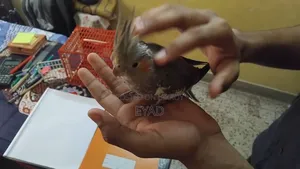 Cockatiel (Grey / Pearl)