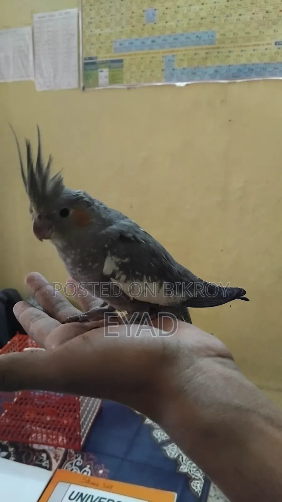 Cockatiel (Grey / Pearl)