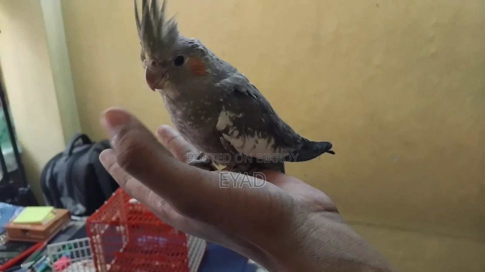 Cockatiel (Grey / Pearl)