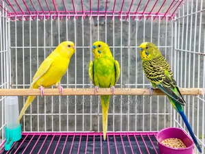 বাজিরিকা পাখি