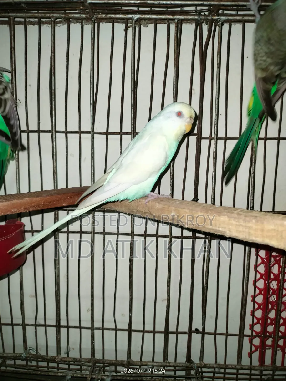 Creamino & Albino Female Budgerigar বিক্রি হবে